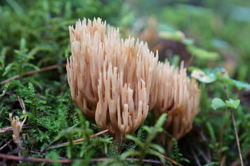 mushroom in the forest