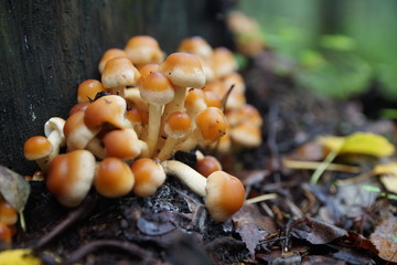 mushrooms in the garden