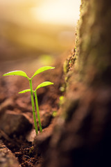 Green sprouts growing out from soil in the morning light