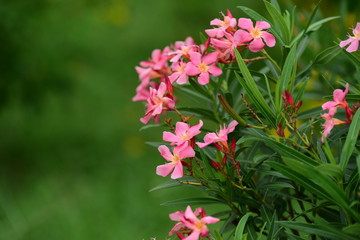 Naklejka premium Colorful flowers in the garden.flower blooming.Beautiful flowers in the garden. 