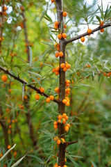 branch of seabuckthorn