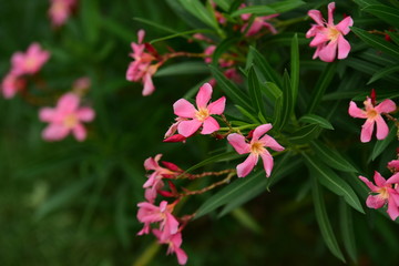 Colorful flowers in the garden.flower blooming.Beautiful flowers in the garden.	