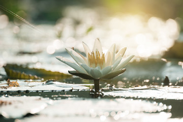 lotus flower in sunrise