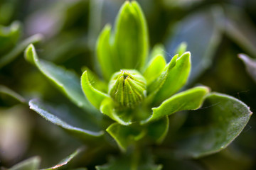 Flower bud