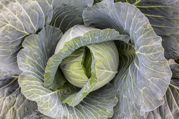 Obraz premium Fresh cabbage head. Close-up.