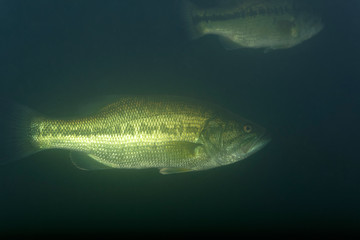 Underwater photo of the largemouth bass (Micropterus salmoides) in Soderica Lake, Croatia