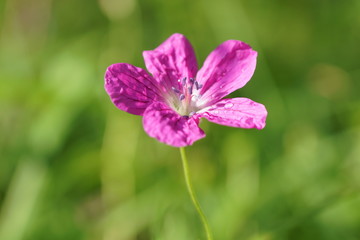 Fototapeta premium purple flower