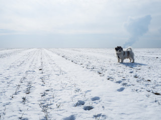 Fototapeta na wymiar Dog having fun at snow