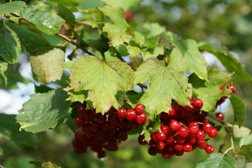 branch of red currant on green background of leaves