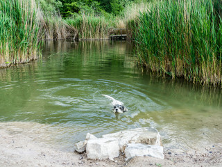 Dog swimming in quarry, Růženin lom