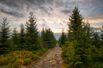 forest path in the mountains with trees around and beautiful clouds at sunrise