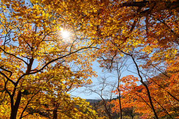岩手県松川渓谷　紅葉と光芒の景色