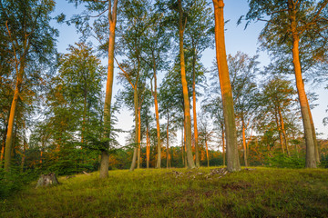 Sonnenaufgang im Wald an der Ostsee im Herbst