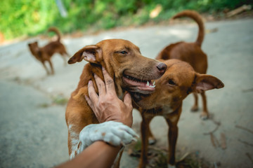 The brown dog is begging the babysitter to rub his head and scratch the chin.