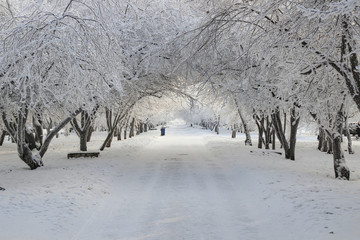 Winter plot: White trees densely covered with hoarfrost, bending