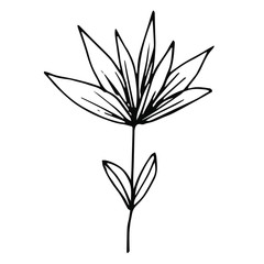 Hand drawn creative flower.  White background. Ink doodle illustration. Hand-drawn vintage, minimalistic black flower. Beautiful vector illustration.