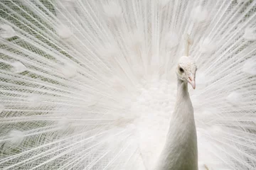 Fotobehang White peacock feathers © Paul Maguire