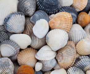 Seashells. Mollusk shells.