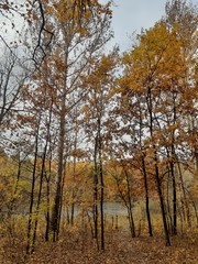 slender trees with yellow foliage by the river