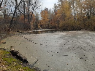  forest swamp surrounded by autumn trees