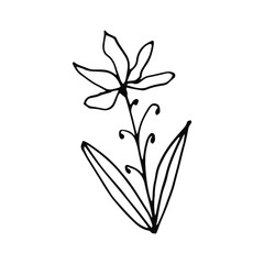 Hand drawn creative flower.  White background. Ink doodle illustration. Hand-drawn vintage, minimalistic black flower. Beautiful vector illustration.