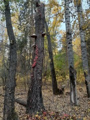  tall stump in the forest with mushrooms and red leaves