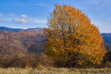 Beech trees with golden leaves