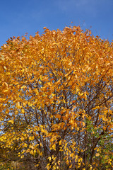 Beech trees with golden leaves