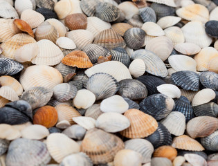 Seashells. Mollusk shells.