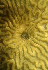 underwater coral reef caribbean sea 