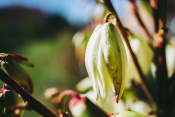 Fleur blanche de yucca gloriosa