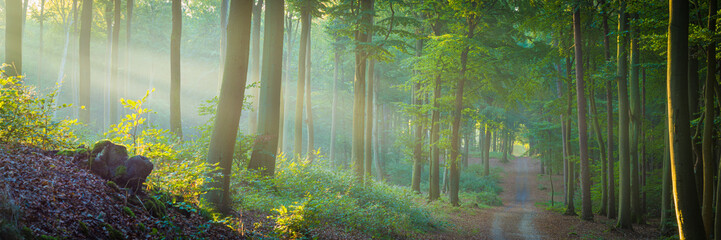 Le soleil brille à travers le brouillard dans la forêt - panorama de la forêt de hêtres