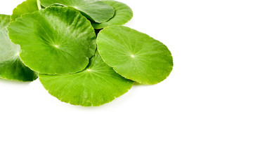 Asiatic Leaf Herb gotu kola, indian pennywort, centella asiatica, tropical herb isolated on white background. ayurveda herbal medicine inhibited or slowed growth of cancer cells Help prevent cancer