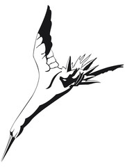 fou de bassan en noir et blanc plongeant en contre-plong&eacute;e