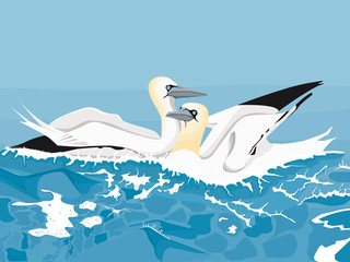 Deux fous de bassan nageant dans la mer