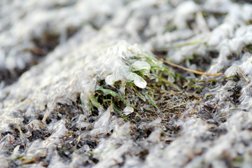 Frozen grass is on sea coast in winter. Close-up of icing grass.