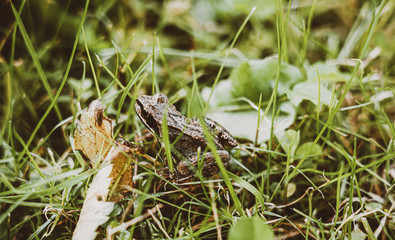 Frog hiding in grass. Autumn wildlife.