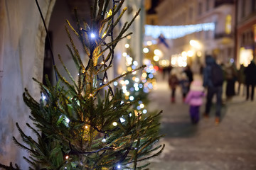 Obraz premium Illuminated fir tree on the street of old town Tallinn in winter evening. Crhistmas holidays in medeival city.