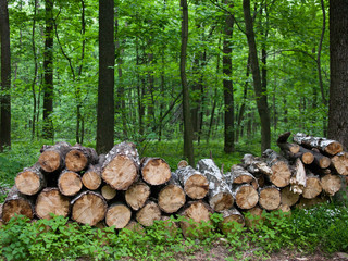 Pile of the logs in the forest