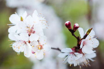 Apricot tree flowers