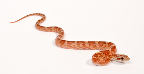 Corn snake / Kornnatter - Hypo Masque Diffused (Pantherophis guttatus)