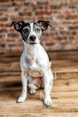 Jack Russel Terrier