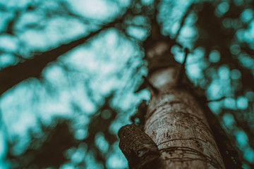 The beauty of the wood and trees. Majestic texture, fauna, nature, wildlife.