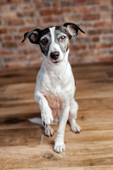 Jack Russel Terrier