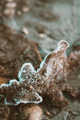 Frost is here. The beauty of the frozen nature.