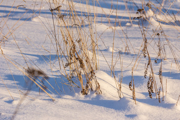 Fototapeta na wymiar 2019.01.09, Moscow, Russia. Dry plant stems in the snow. Dried grass breaking through snow. Winter landscape in the garden at sunny day.