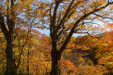 岩手県松川渓谷　紅葉の森とみずならの木