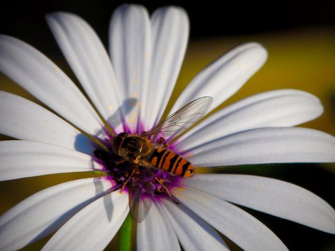 gu&ecirc;pe sur fleur