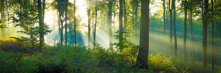 Sonnenstrahlen im Wald - Buchenwald Panorama - obrazy, fototapety, plakaty