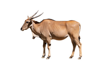 Eland antelope isolated on  white background. Also known as Kanna it is the world's biggest antelope.